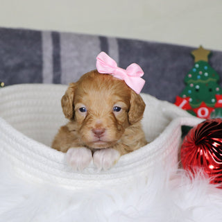 Phoebe - Available 1/15