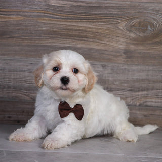 Pongo -Available Now