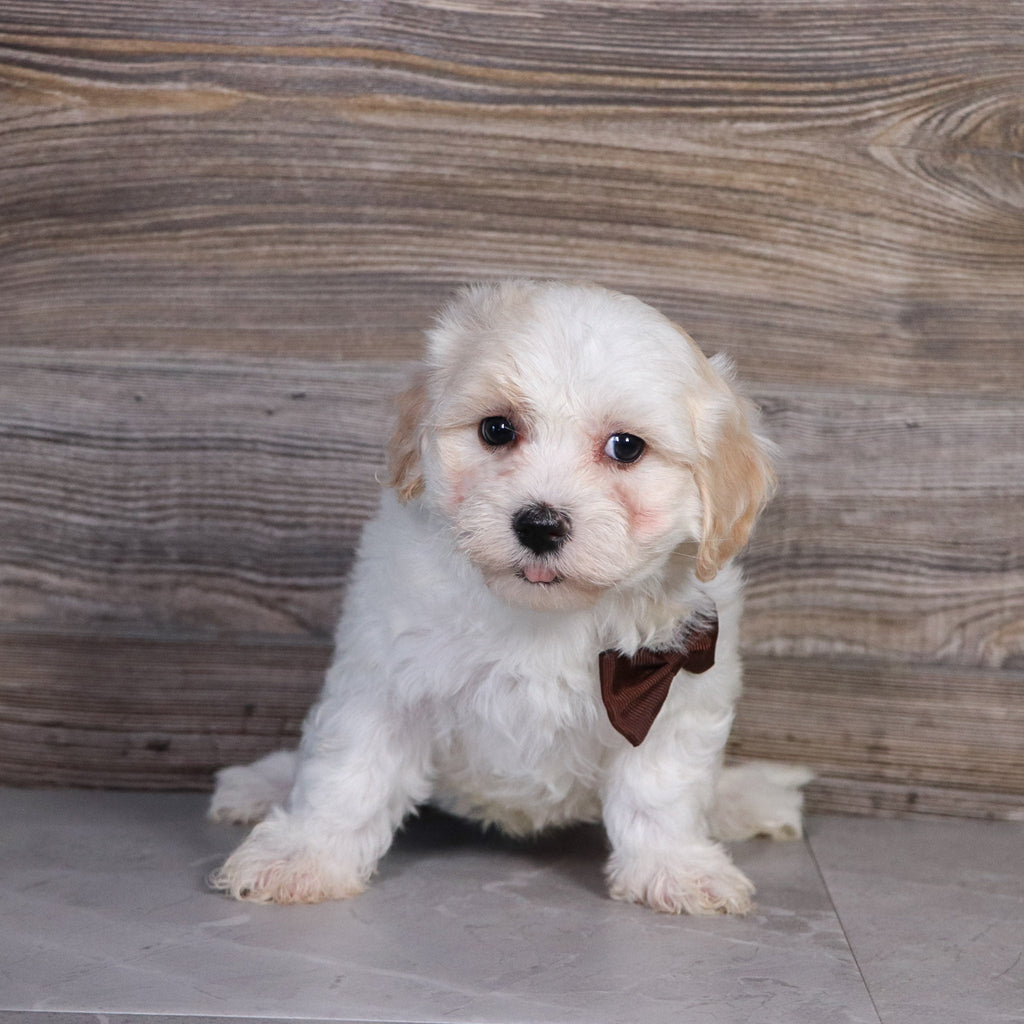 Pongo -Available Now