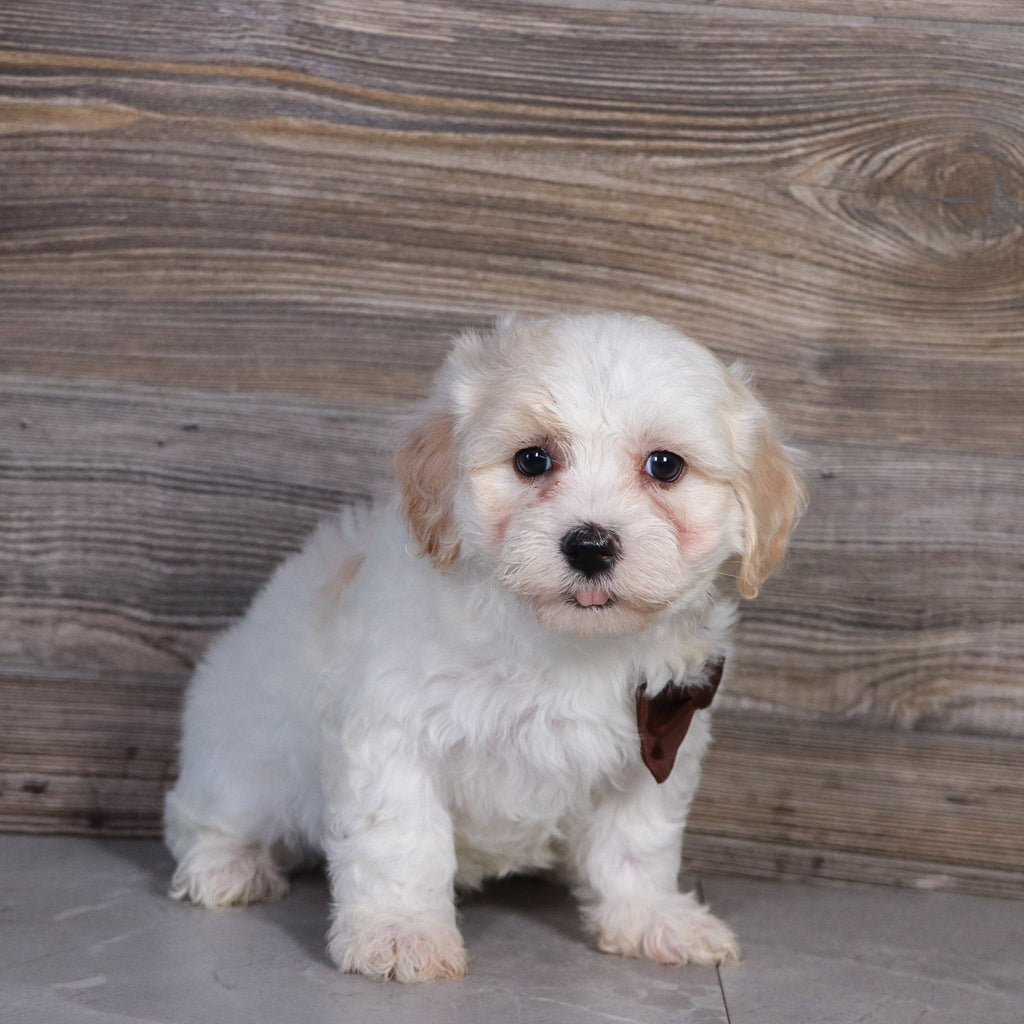 Pongo -Available Now