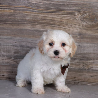 Pongo -Available Now