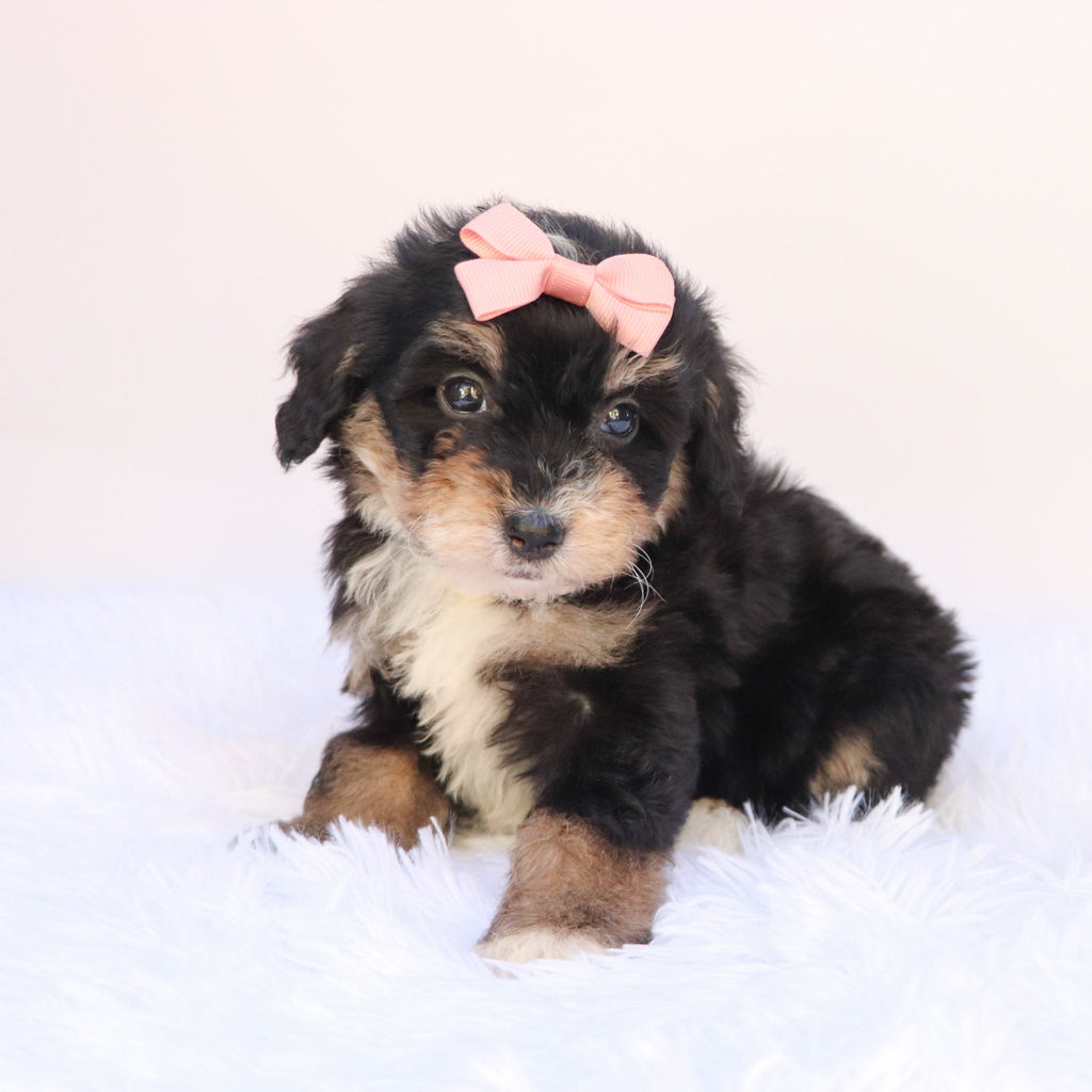 Primrose - Available 9/24