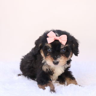 Primrose - Available 9/24