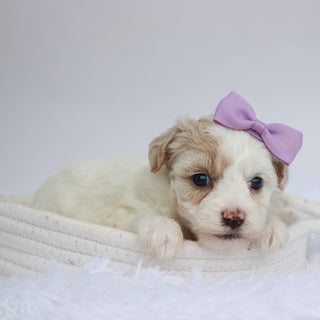 Pumpkin - Available Now