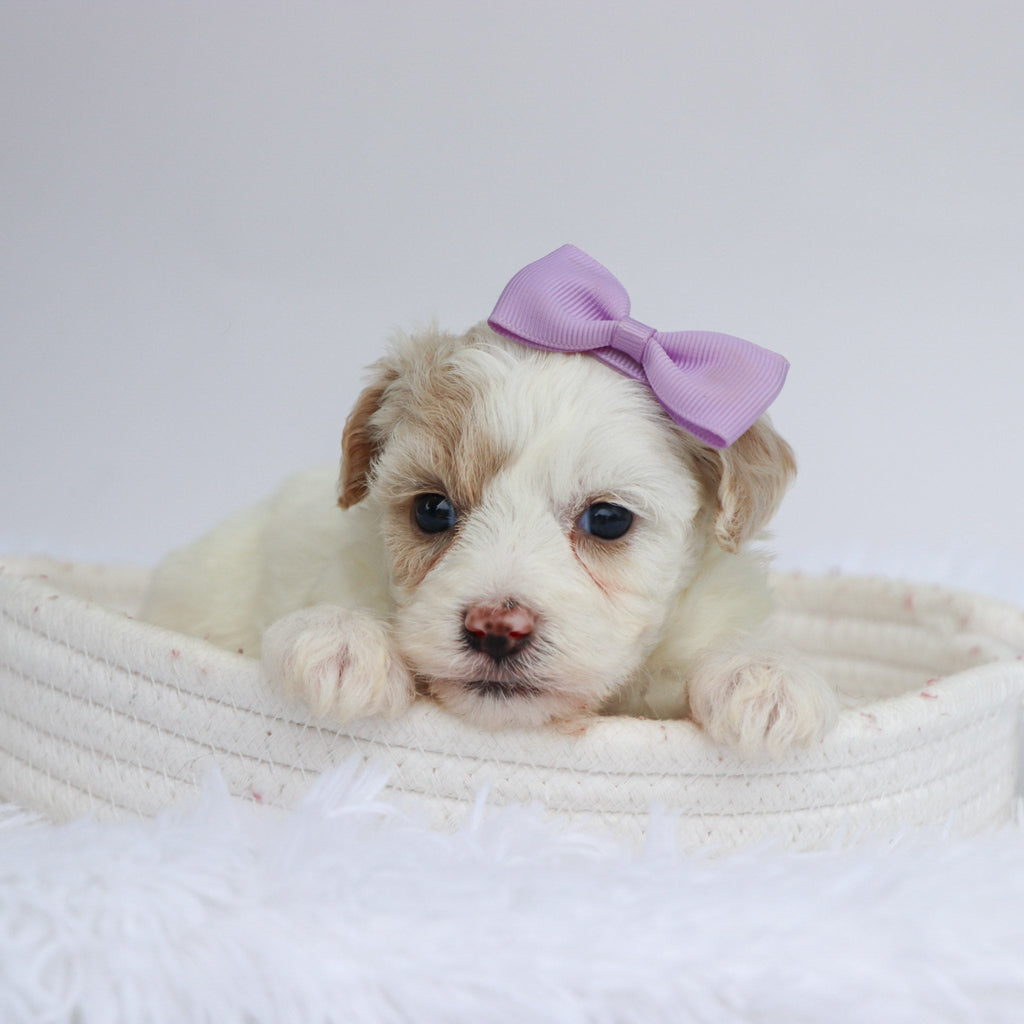 Pumpkin - Available Now