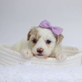 Pumpkin - Available Now