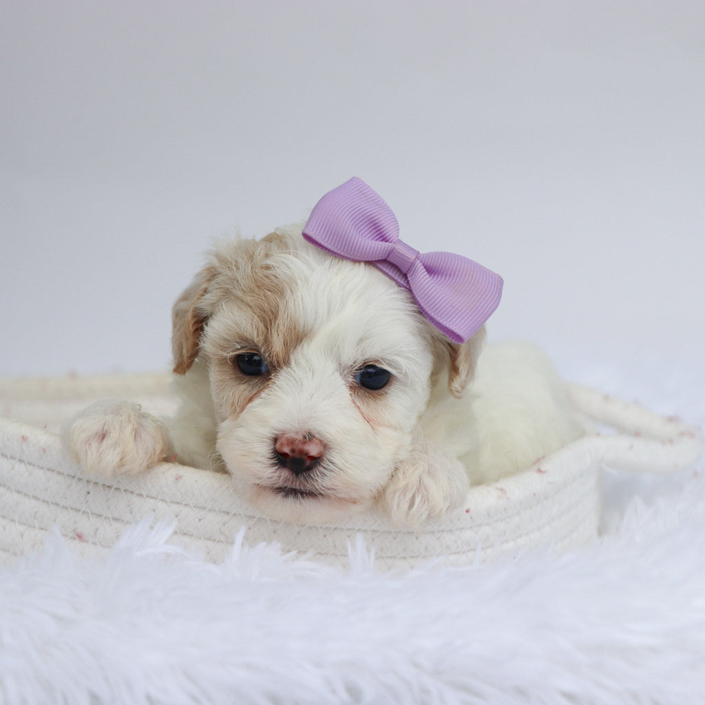 Pumpkin - Available Now