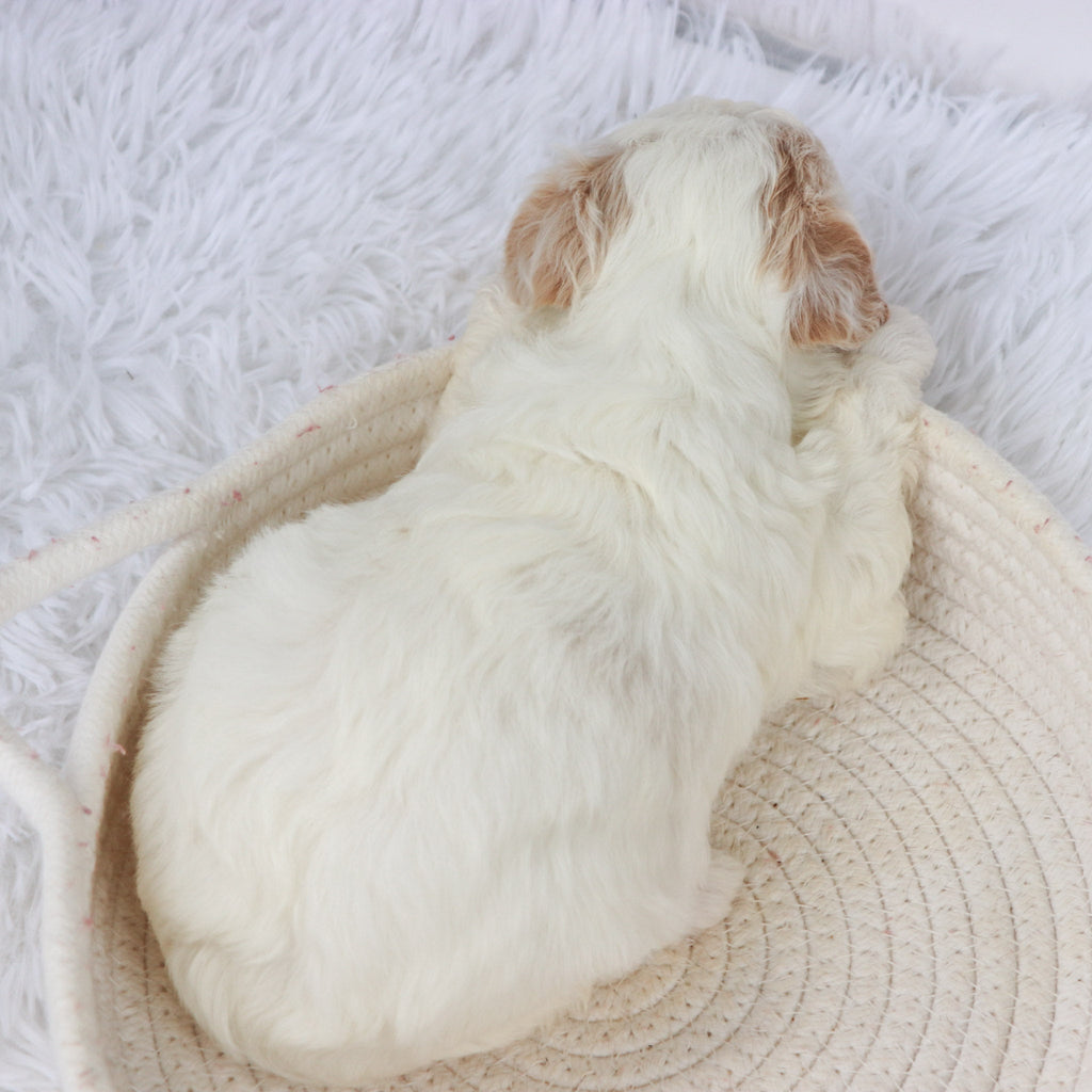 Pumpkin - Available Now