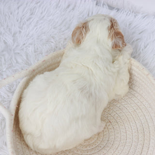 Pumpkin - Available Now