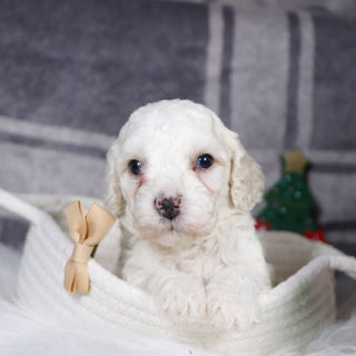 Quaker - Available Now