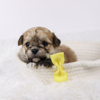 Quint - Available 11/26