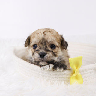 Quint - Available 11/26