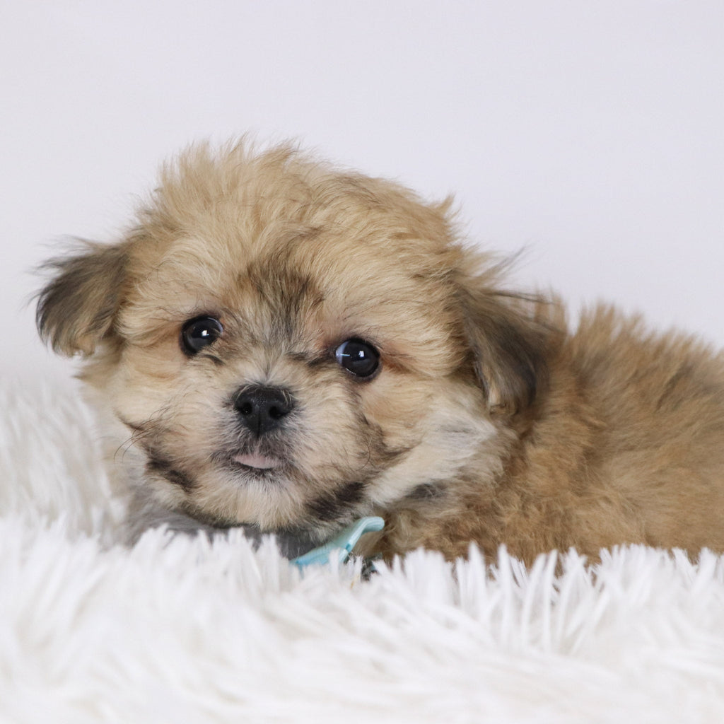 Quint - Available 11/26