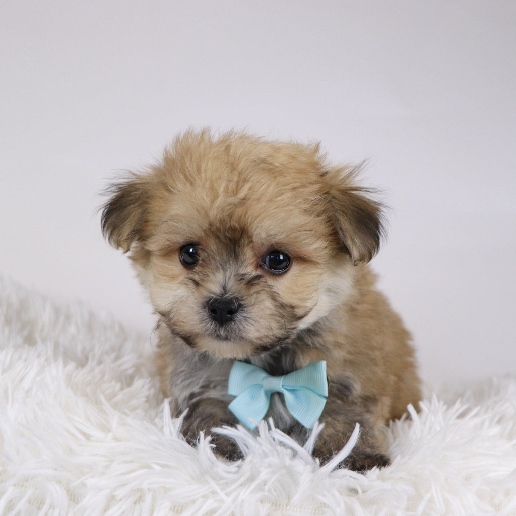 Quint - Available 11/26