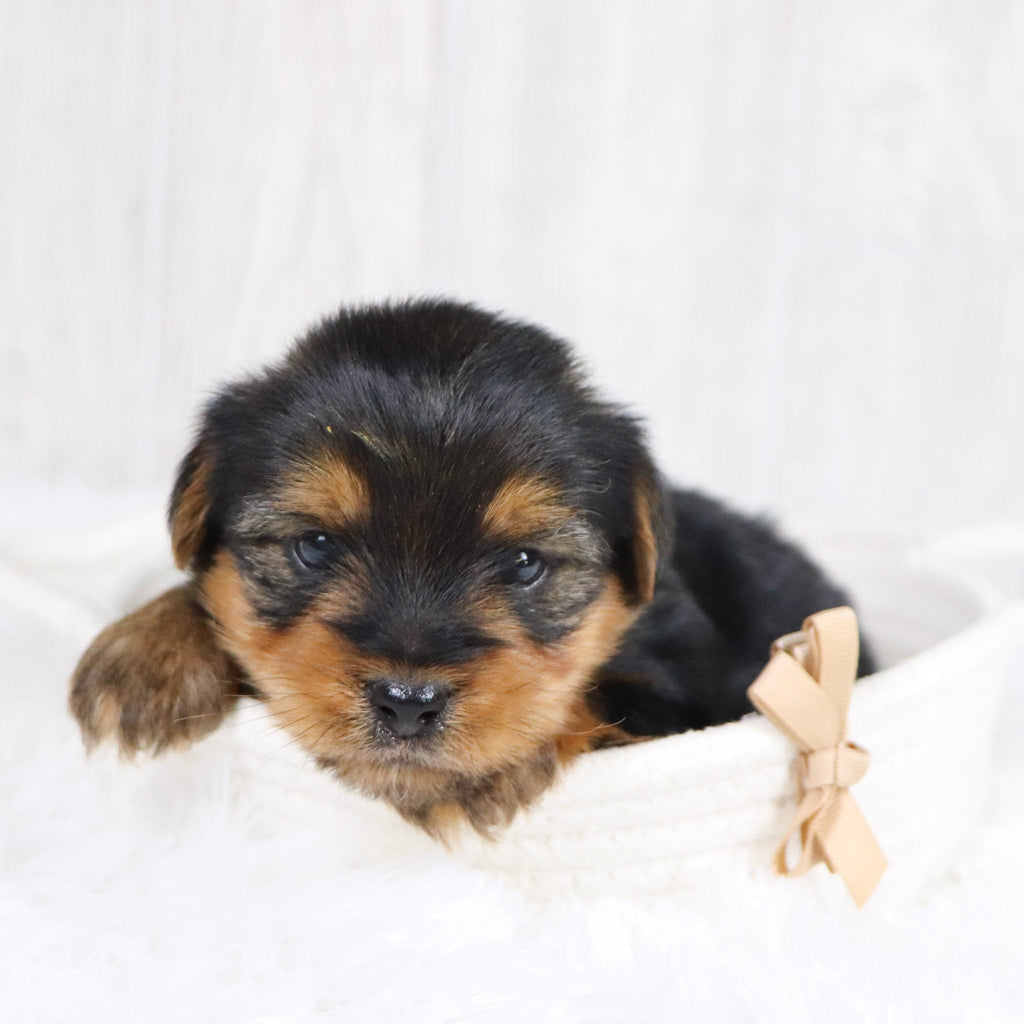 Radar - Available 2/11