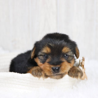 Radar - Available 2/11