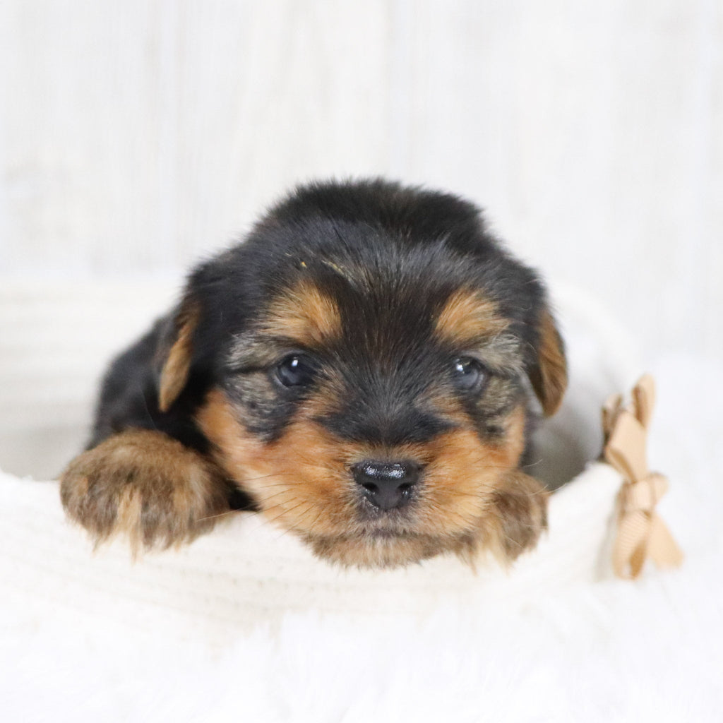 Radar - Available 2/11