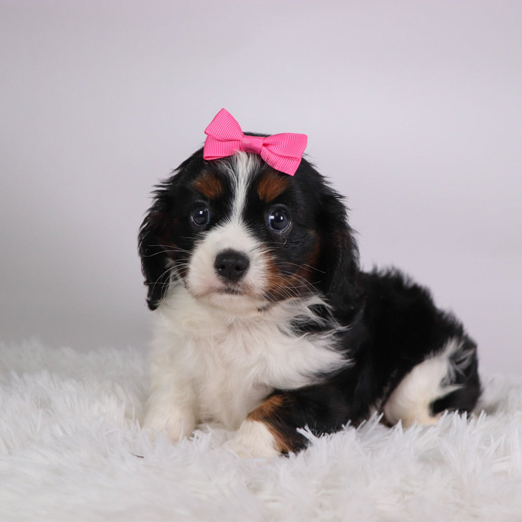 Rainbow - Available Now