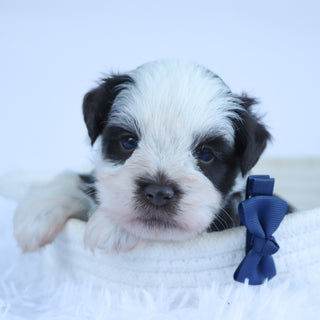 Rainier - Available Now