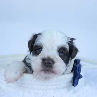 Rainier - Available Now