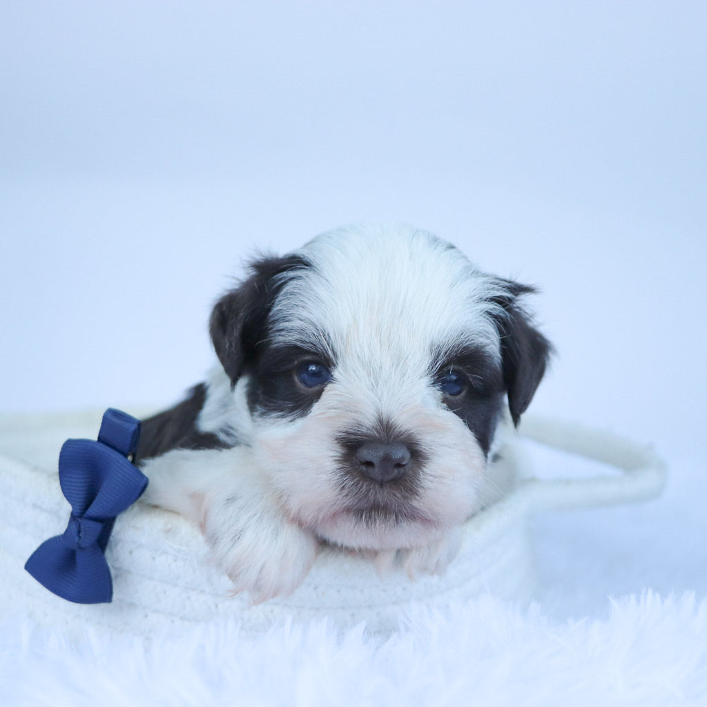 Rainier - Available Now