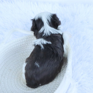 Rainier - Available Now