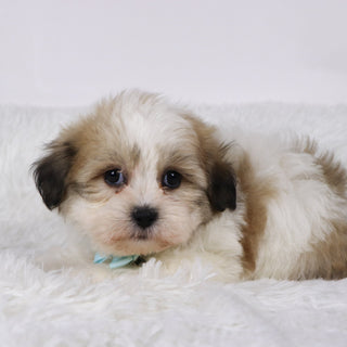 Randy - Available Now