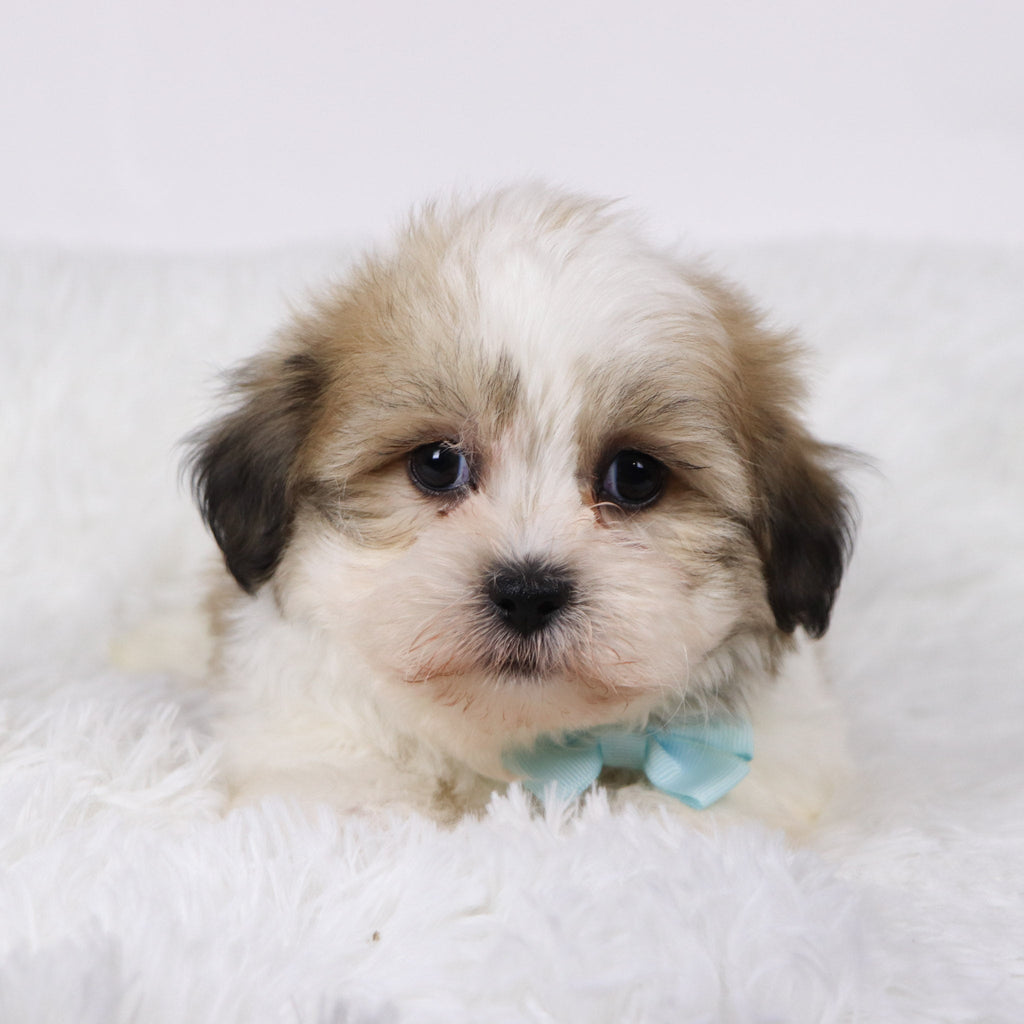 Randy - Available Now