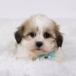 Randy - Available Now