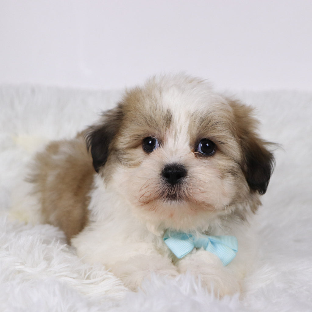 Randy - Available Now