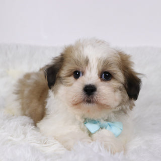 Randy - Available Now