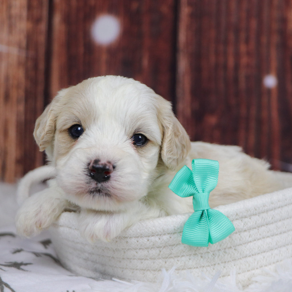 Ranger - Available 12/31