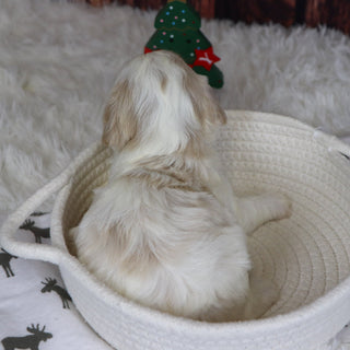 Ranger - Available 12/31