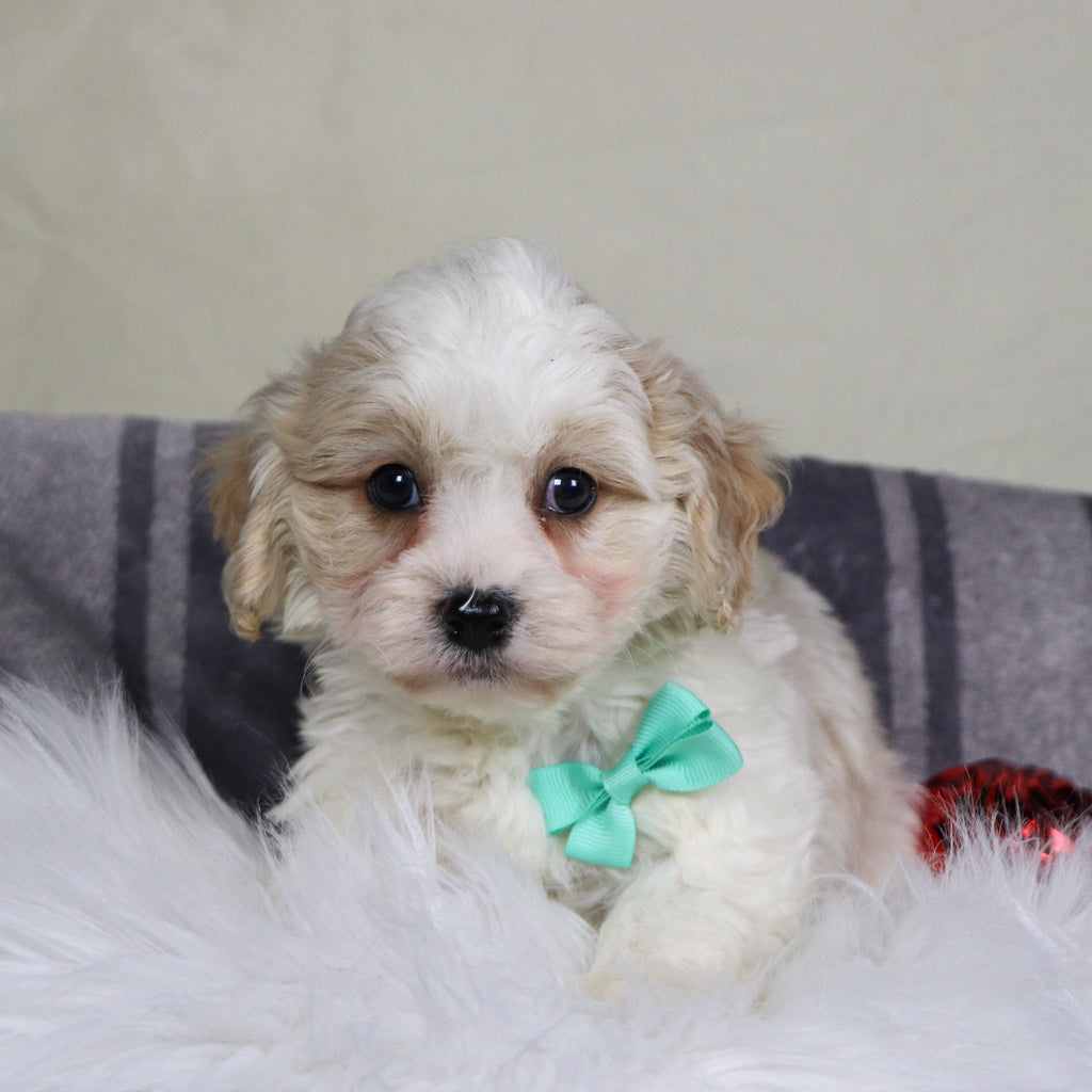 Ranger - Available 12/31