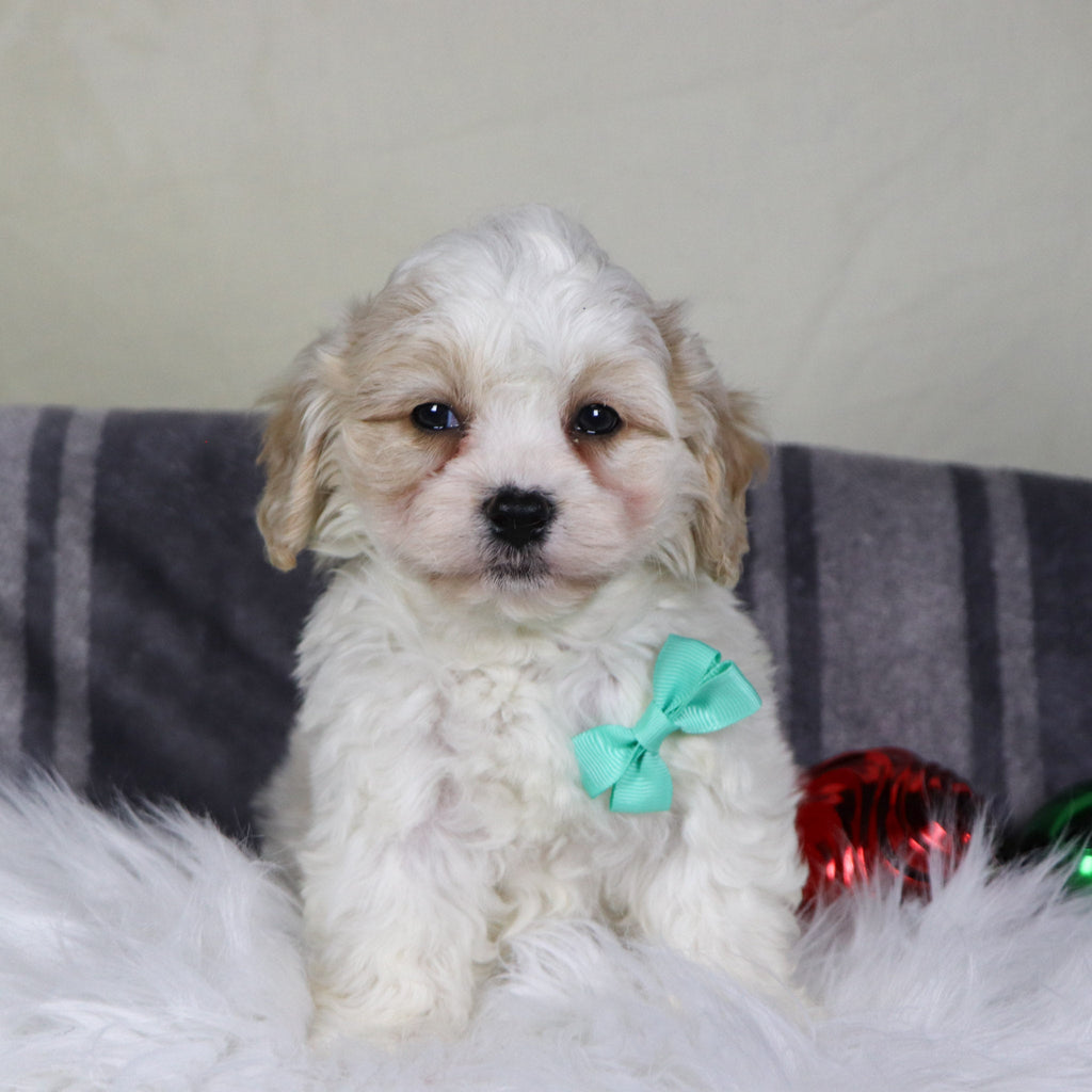 Ranger - Available 12/31