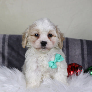 Ranger - Available 12/31