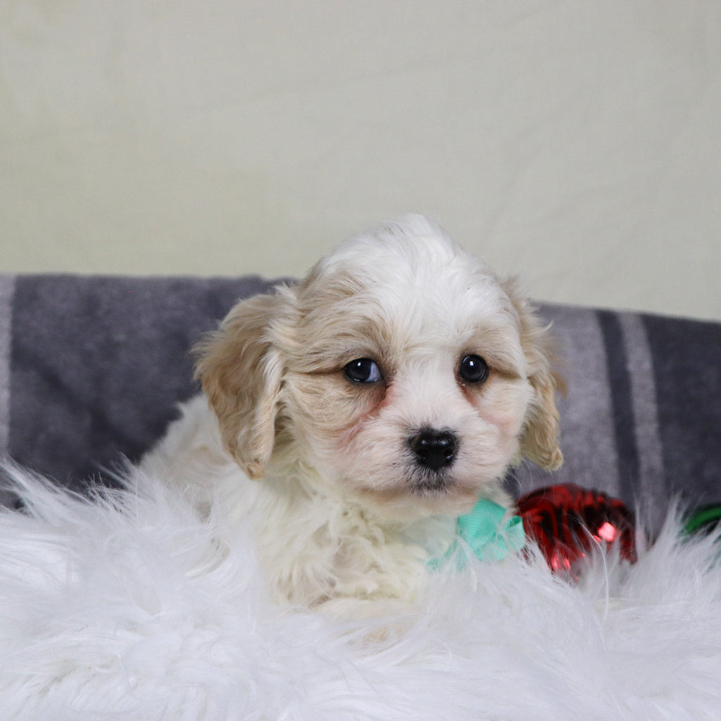 Ranger - Available 12/31