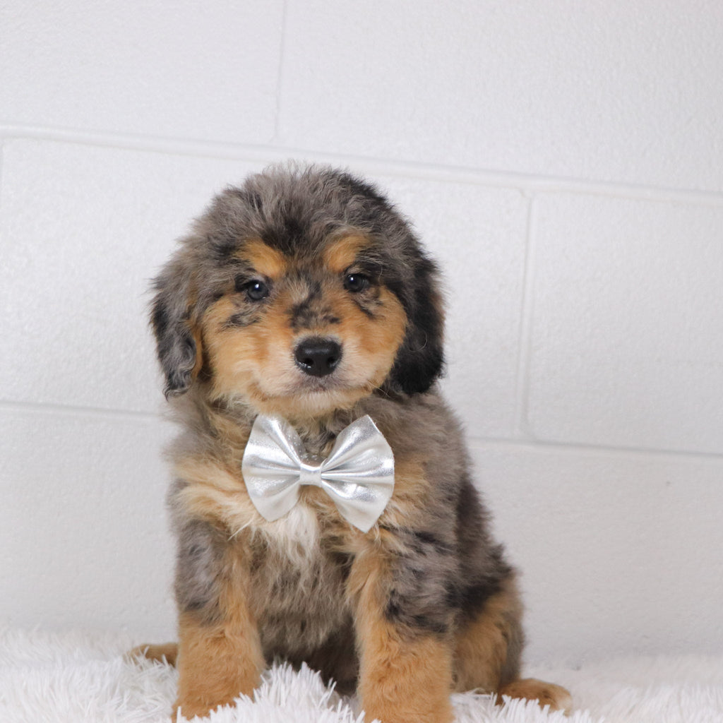 Rascal - Available Now