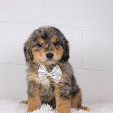 Rascal - Available Now