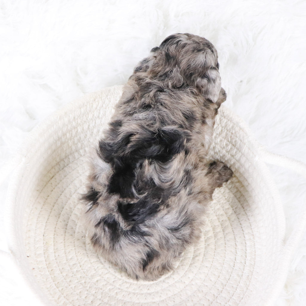 Raspberry - Available 11/26