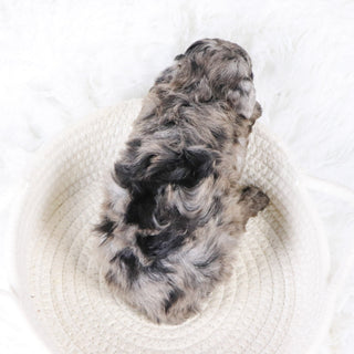 Raspberry - Available 11/26