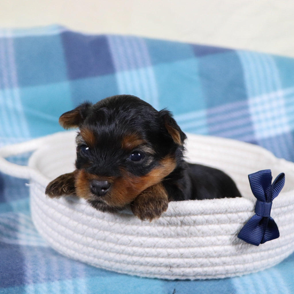 Raven - Available 2/12