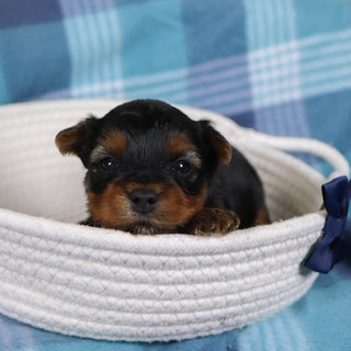 Raven - Available 2/12