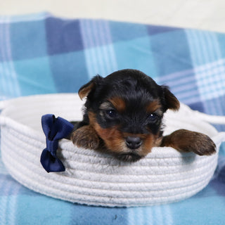 Raven - Available 2/12