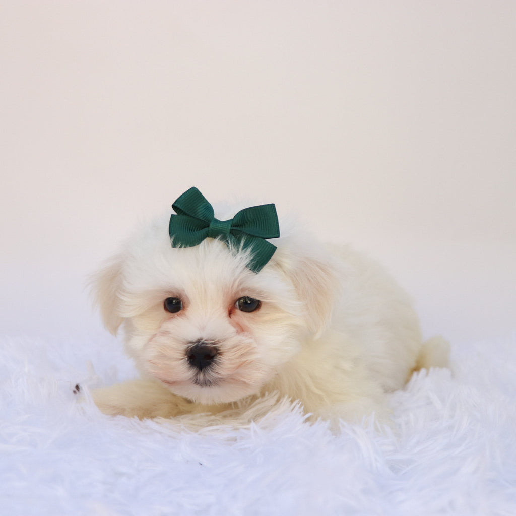 Raya - Available Now