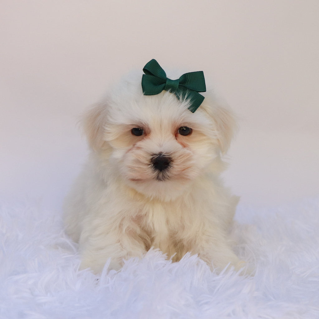 Raya - Available Now