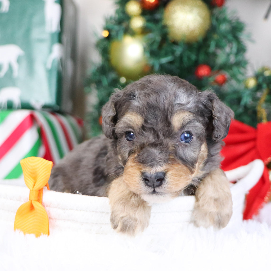 Reggie - Available 1/21