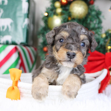 Reggie - Available 1/21