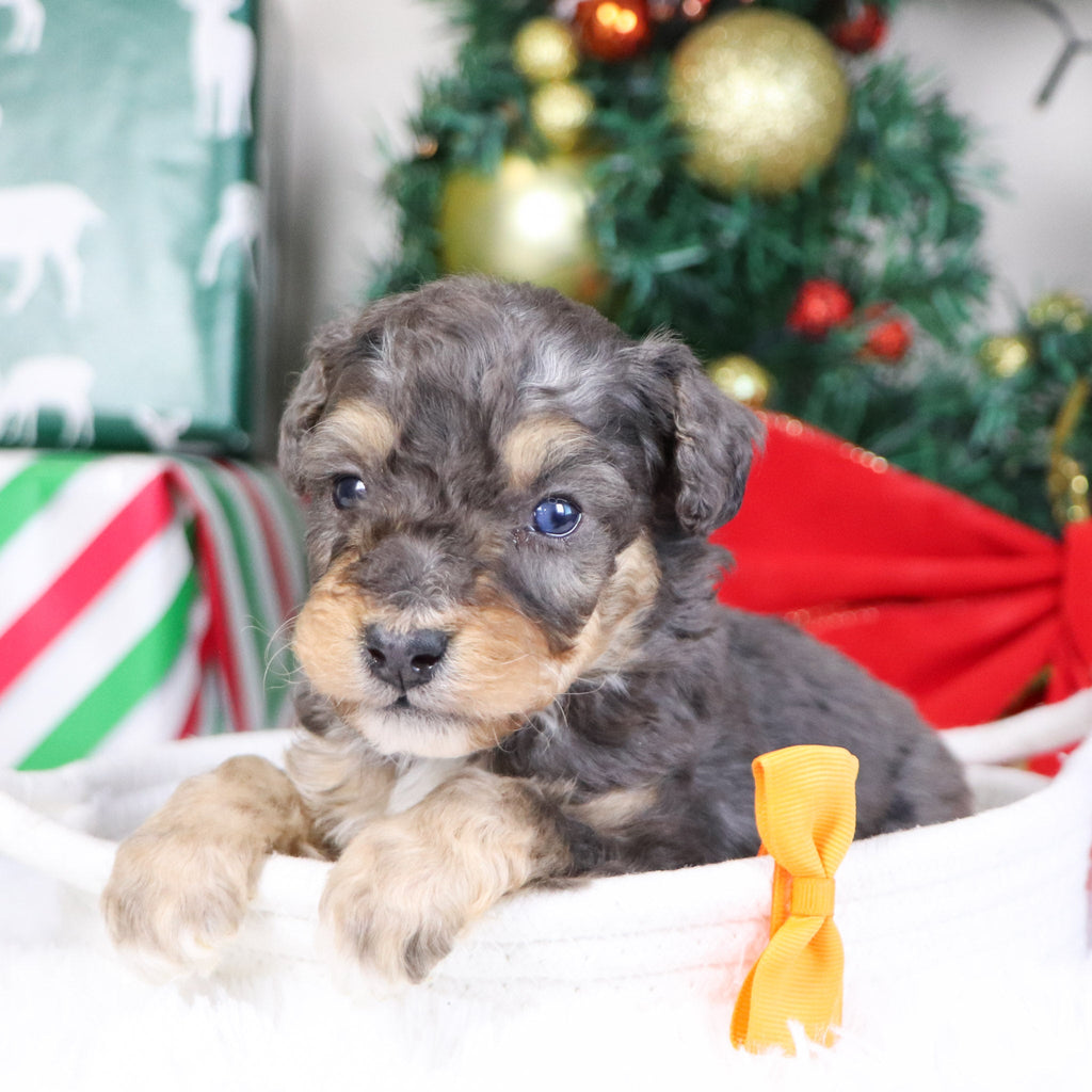 Reggie - Available 1/21