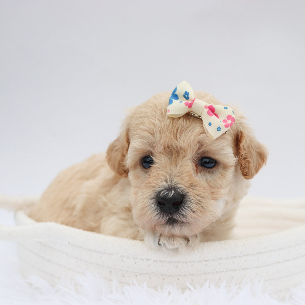 Renee - Available 9/17